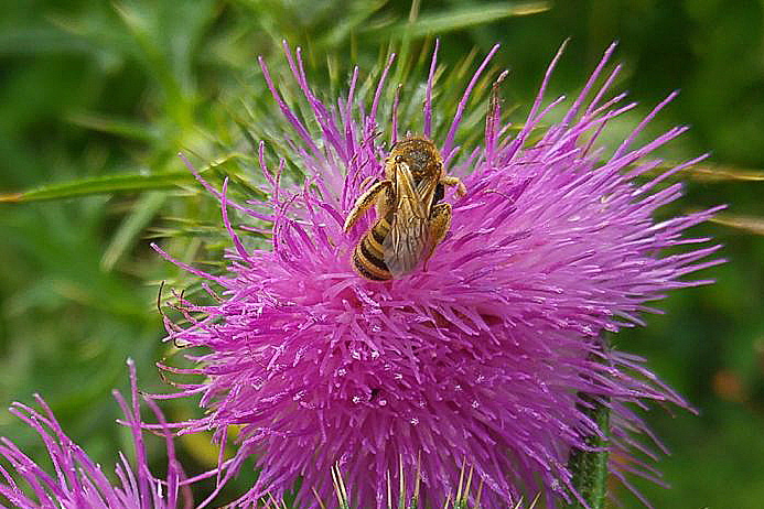Biene auf Disteblüte (©: Imkerverein Vorgebirge)
