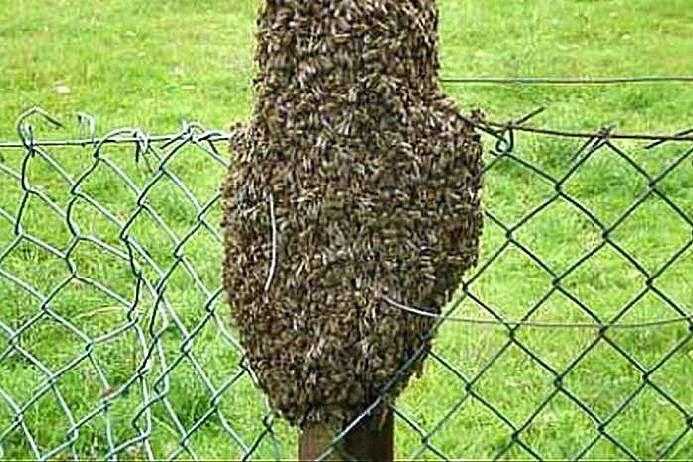 Bienenschwarm (©: IV Bad Godesberg)
